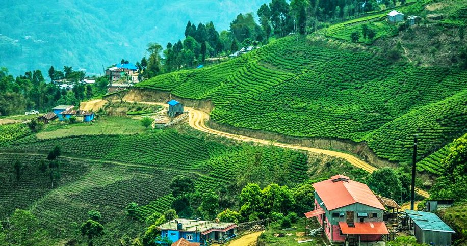 फिदिममा चिया महोत्सव हुने