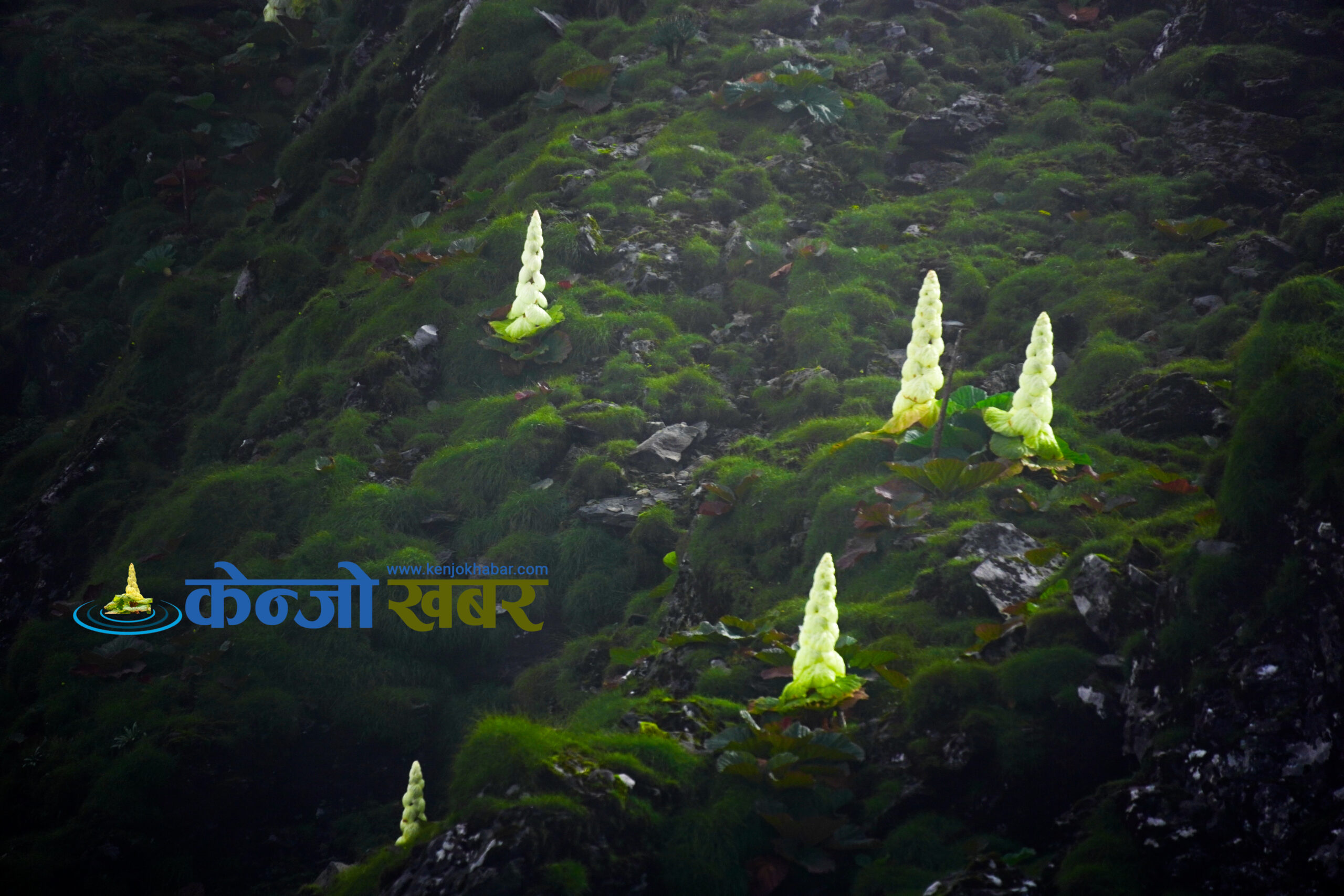 चक्षुष्य केन्जो (हेर्नुस फाेटाेहरू)