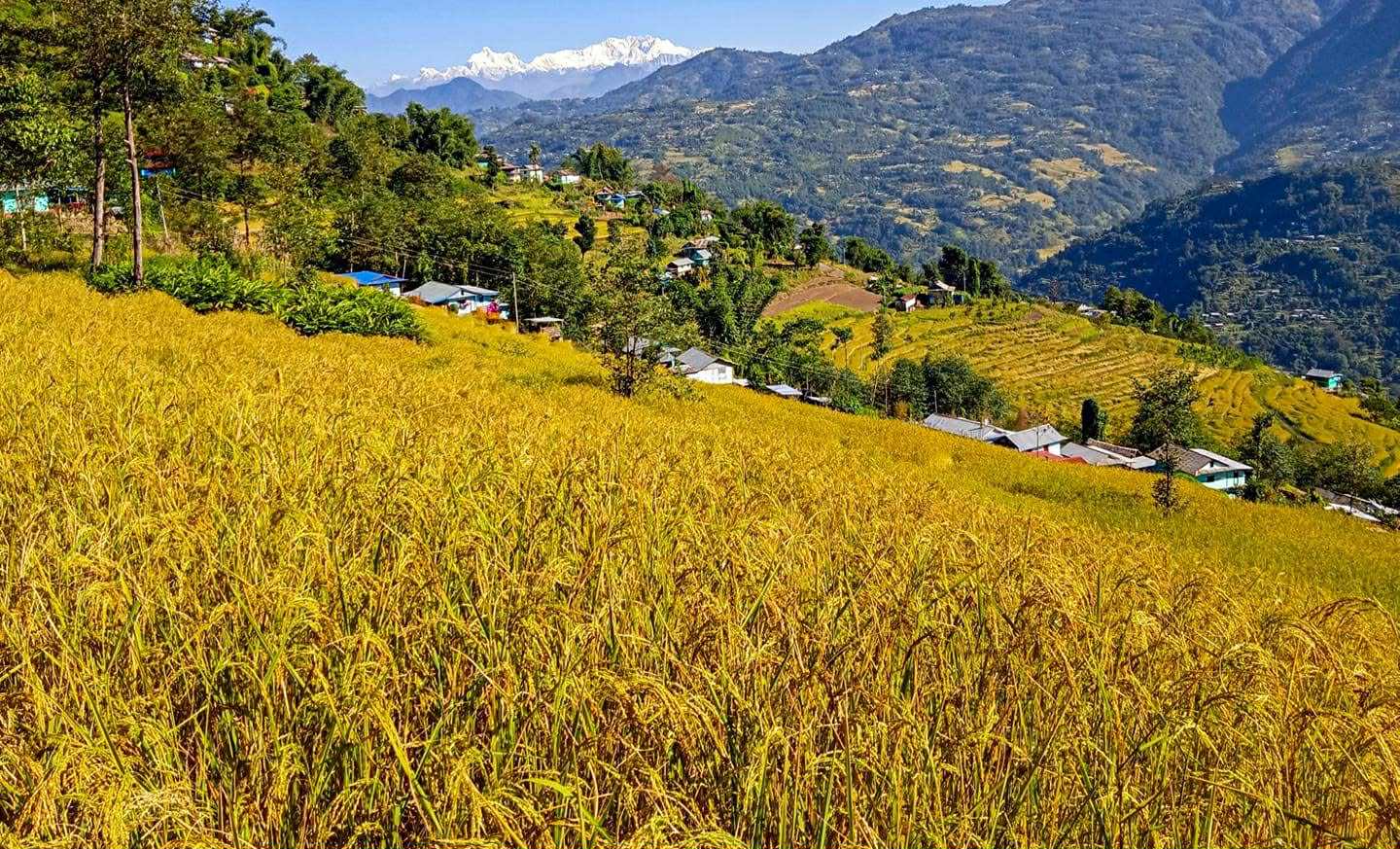 धान फुल्ने बेलामा अविरल वर्षा : पाँचथरका किसान निराश