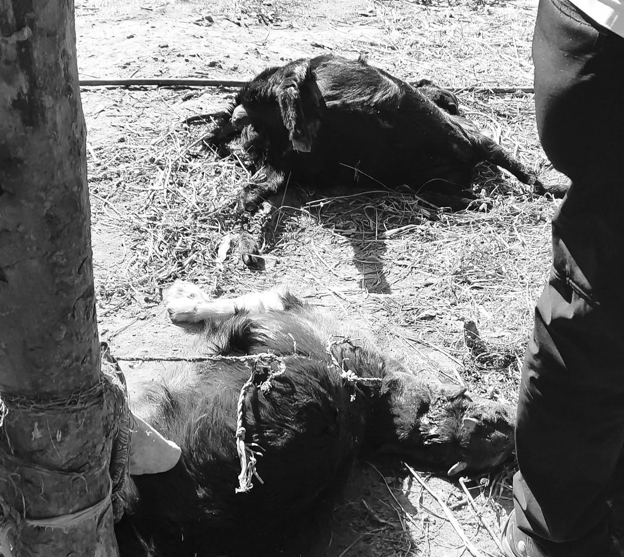 पाँचथरमा मानसिक असन्तुलन भएका युवकबाट ६ पशुमा प्रहार, पाँचवटाको मृत्यु