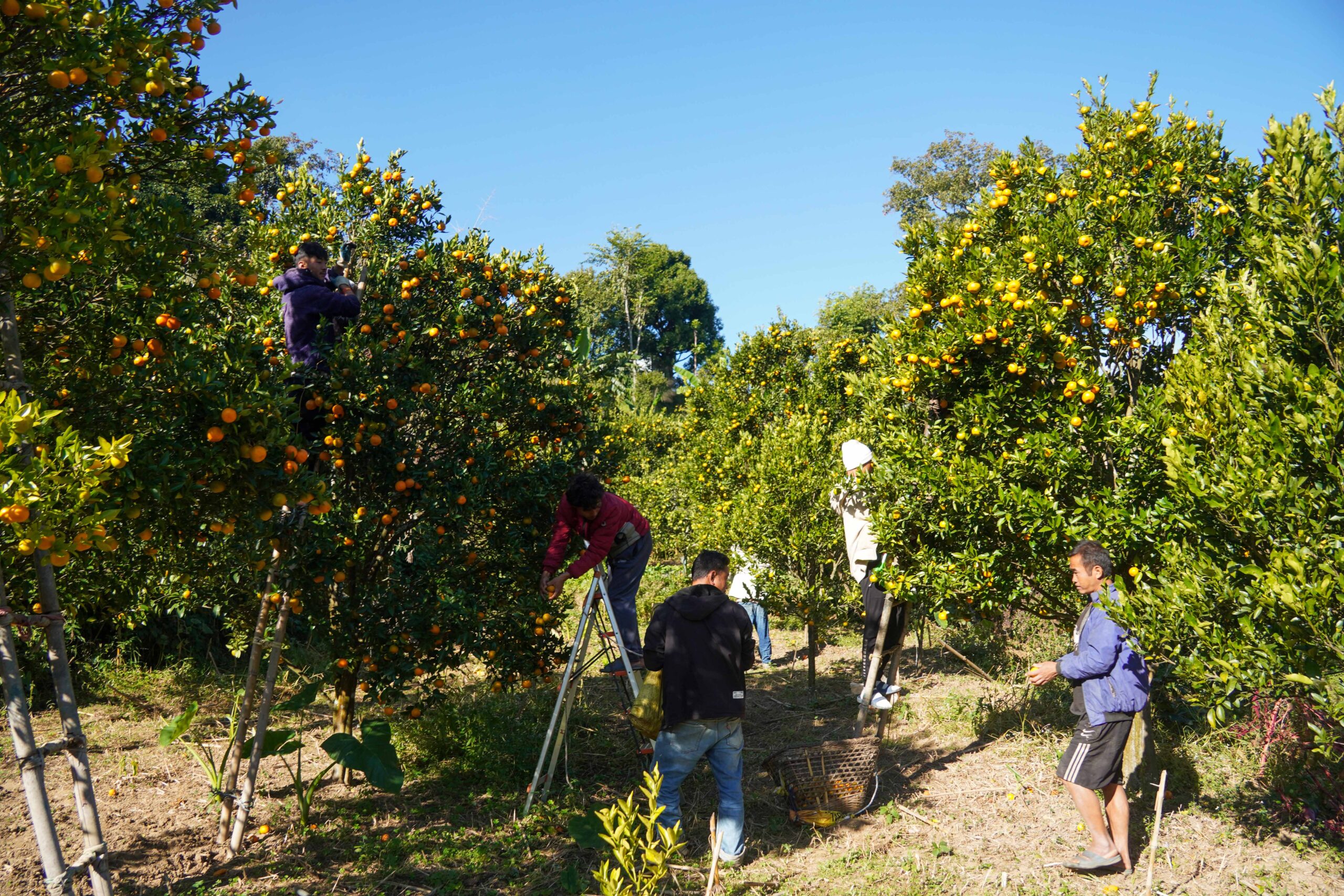 कुरुम्बामा लटरम्म सुन्तला (भिडियो रिपोट)